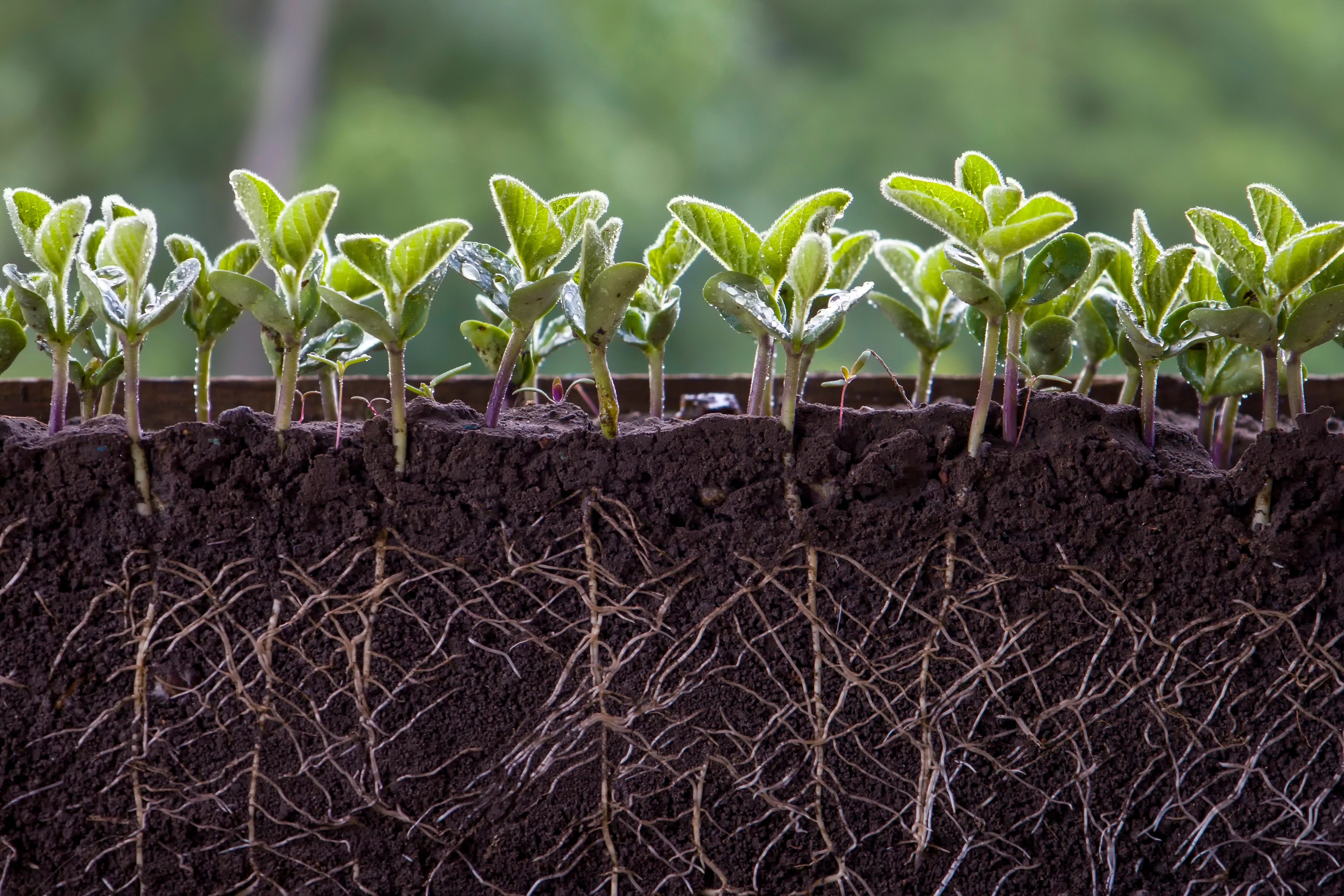 The Emergence of Christadelphians